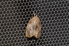 Crocidolomia suffusalis