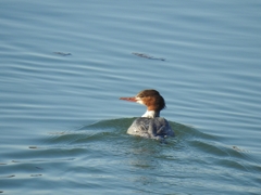 Mergus merganser