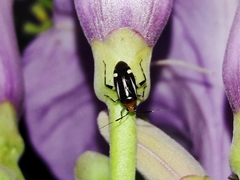 Horciasinus signoreti