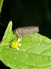 Sordana sordida