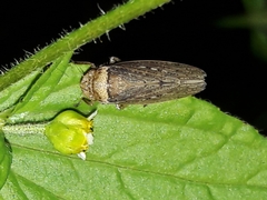 Sordana sordida