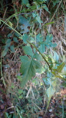 Senecio scandens incisus