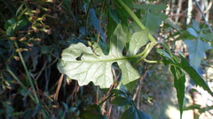Senecio scandens incisus