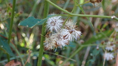 Senecio scandens incisus