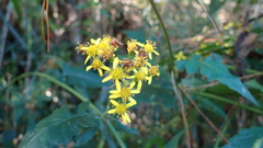Senecio scandens incisus