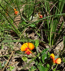 Podolobium procumbens