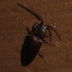 Dicrepidius corvinus