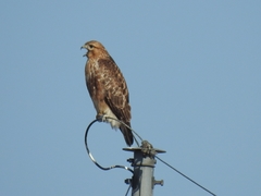 Buteo japonicus