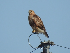 Buteo japonicus