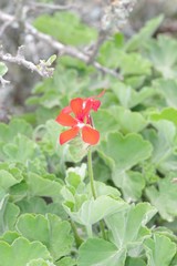 Pelargonium inquinans