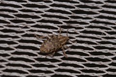 Listronotus bonariensis