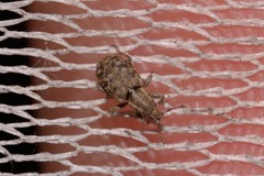 Listronotus bonariensis