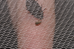 Listronotus bonariensis