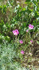 Clarkia gracilis sonomensis