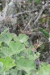 Pelargonium inquinans