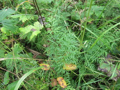 Seseli condensatum