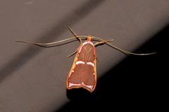 Barantola pulcherrima