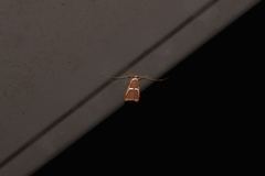 Barantola pulcherrima