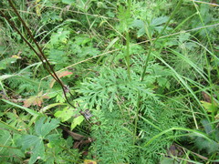 Seseli condensatum