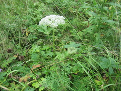 Seseli condensatum