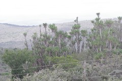Euphorbia triangularis