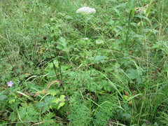 Seseli condensatum