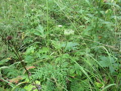 Seseli condensatum