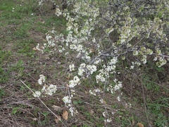 Prunus spinosa dasyphylla