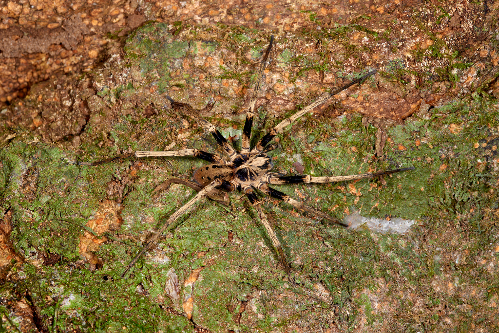 Amicactenus pergulanus