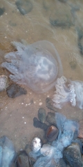 Rhizostoma pulmo