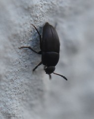 Ptomaphagus