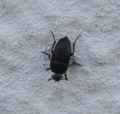 Ptomaphagus