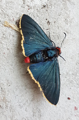 Pyrrhopyge pelota