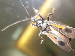 Peirates atromaculatus