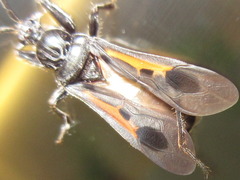 Peirates atromaculatus