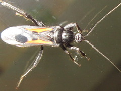 Peirates atromaculatus