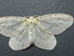 Genusa bigutta