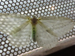 Genusa