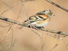 Fringilla montifringilla