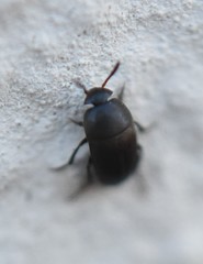 Ptomaphagus