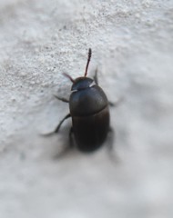Ptomaphagus