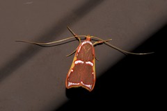 Barantola pulcherrima