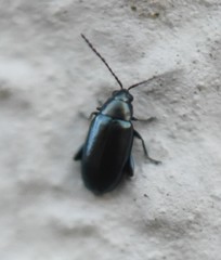 Phyllotreta nigripes