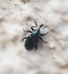 Aulacobaris