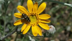 Acmaeodera retifera