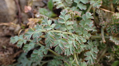 Corydalis ophiocarpa