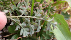 Corydalis ophiocarpa