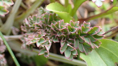 Corydalis ophiocarpa