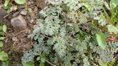 Corydalis ophiocarpa