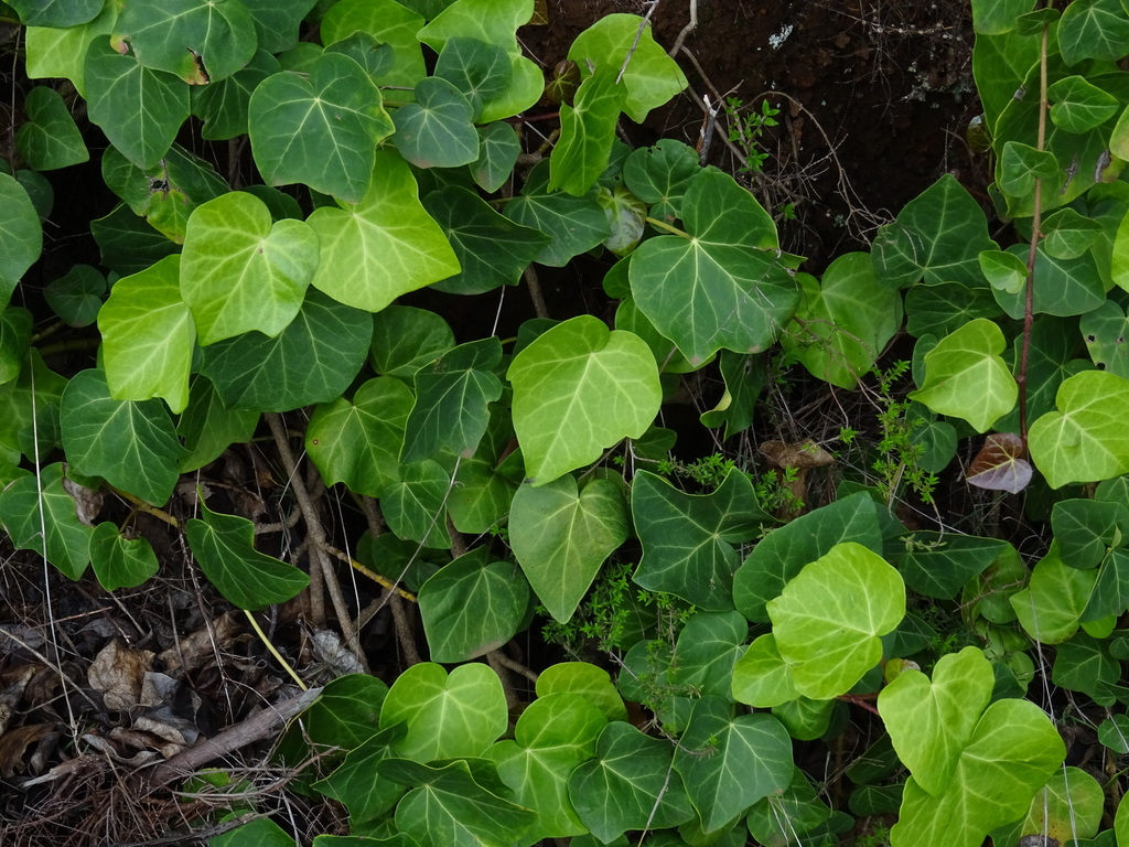 Hedera canariensis